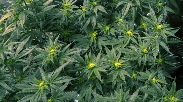 Plantas de marihuana (imagen referencial) - Sputnik Mundo