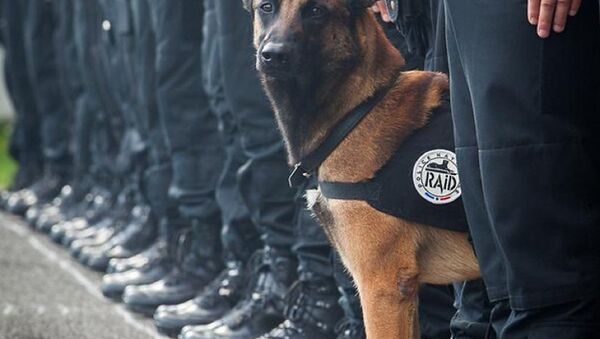 Diesel, la perra de asalto belga que perdió la vida durante la operación en Saint-Denis - Sputnik Mundo