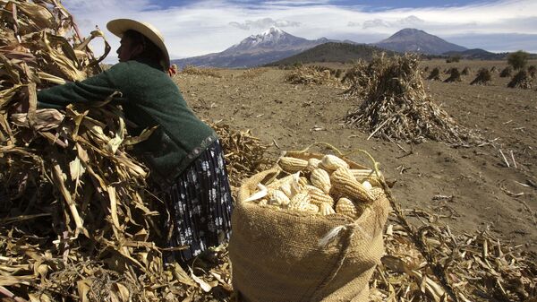 Cultivo de maíz en México - Sputnik Mundo