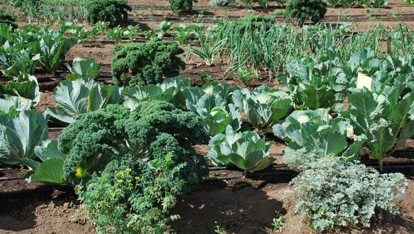 Cultivo de verduras en Guatemala - Sputnik Mundo