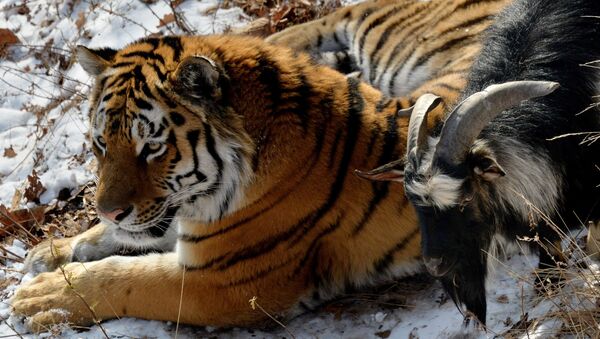Chivo Timur y tigre Amur - Sputnik Mundo