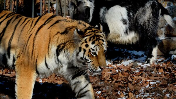 El tigre siberiano Amur y el chivo Timur - Sputnik Mundo