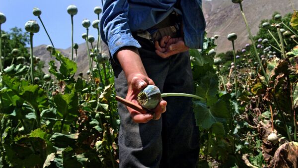 Plantación de la amapola del opio en Afganistán - Sputnik Mundo
