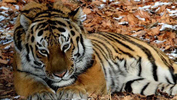 El tigre siberiano Amur - Sputnik Mundo