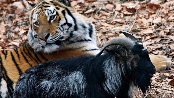 El chivo Timur y el tigre Amur - Sputnik Mundo