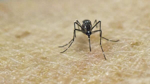 Aedes Aegypti, portador del virus de zika - Sputnik Mundo