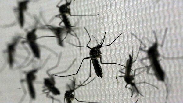 Aedes Aegypti, portadores del virus de zika - Sputnik Mundo