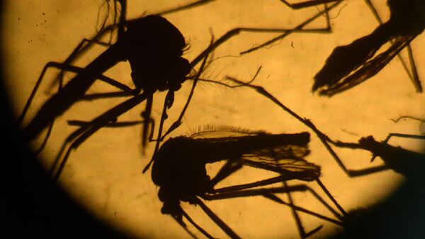 Aedes aegypti mosquitos are photographed in a laboratory at the University of El Salvador, in San Salvador, on February 3, 2016. - Sputnik Mundo