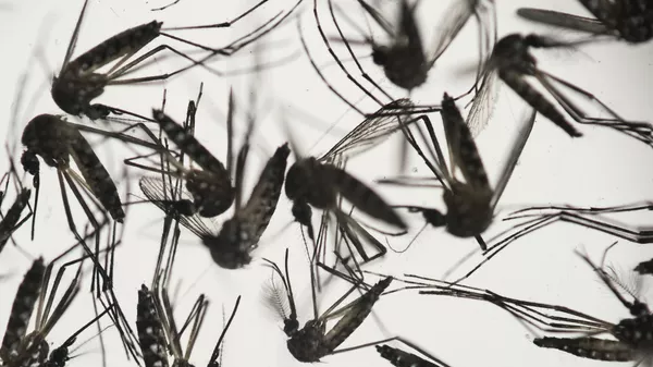Les moustiques Aedes aegypti - Sputnik Monde