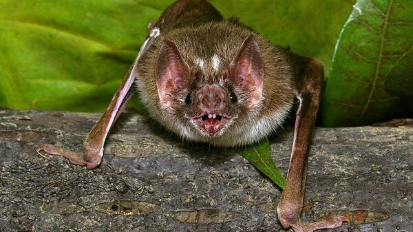 Un murciélago vampiro del género Desmodus rotundus - Sputnik Mundo