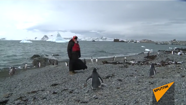 Patriarca Kiril visita a los pingüinos en la Antártida - Sputnik Mundo