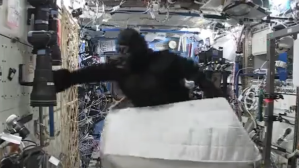 Un gorila causa alboroto en la Estación Espacial Internacional - Sputnik Mundo