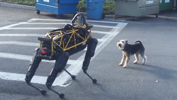 Conflicto entre un perro robótico y uno real - Sputnik Mundo
