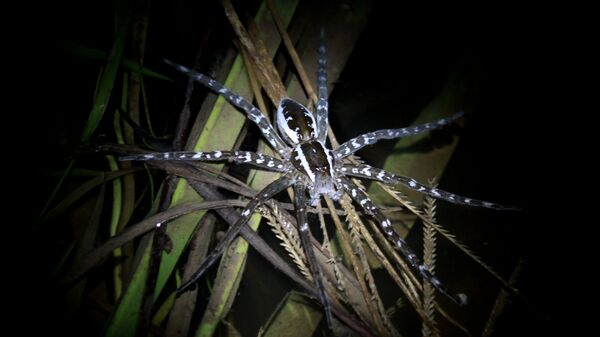 Una araña de género Dolomedes, relacionada a la especie descubierta - Sputnik Mundo