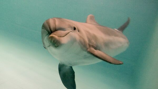 Un delfín en un delfinario en Moscú - Sputnik Mundo