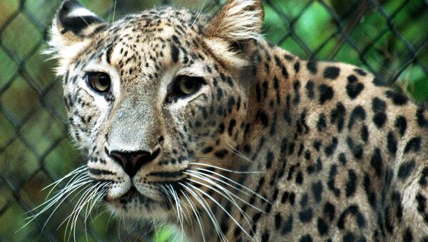Leopardo de Persia - Sputnik Mundo