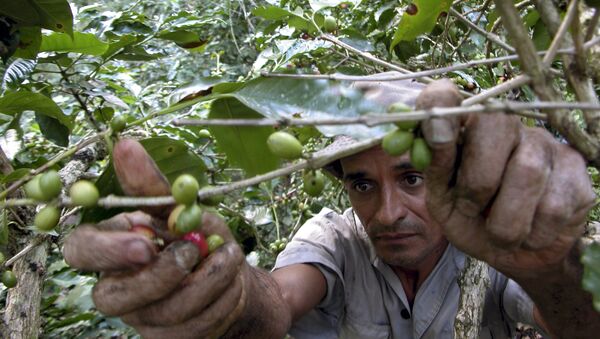Campesino cubano recolecta granos de café - Sputnik Mundo