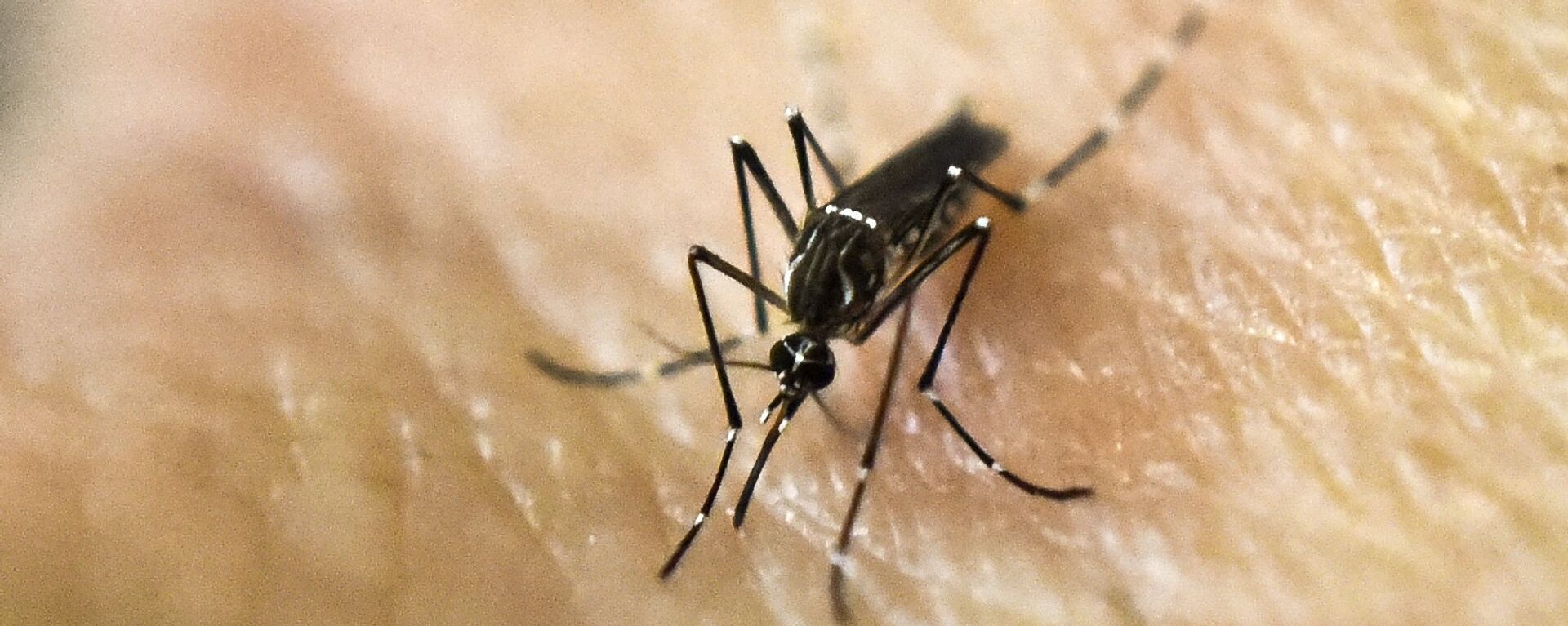Mosquito Aedes aegypti - Sputnik Mundo, 1920, 21.03.2023