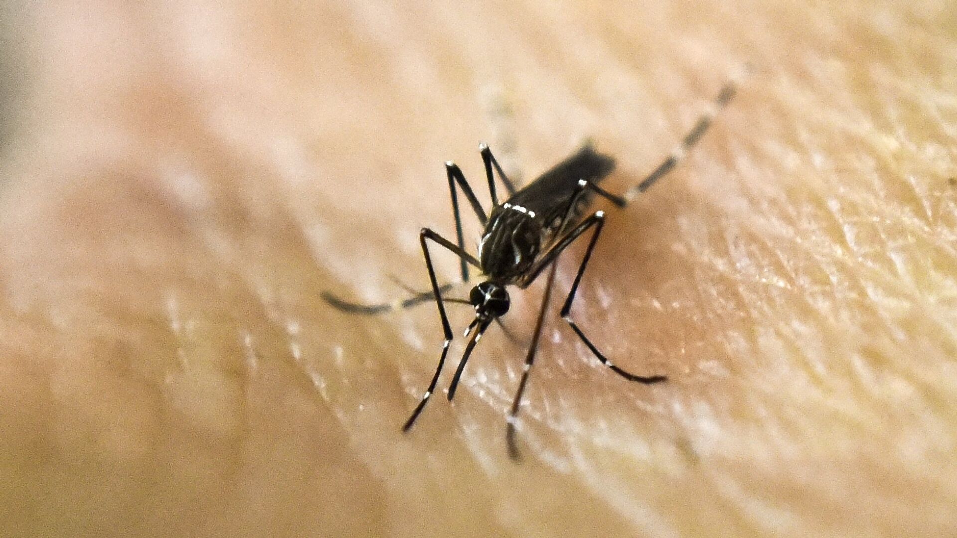 Mosquito Aedes aegypti - Sputnik Mundo, 1920, 21.01.2023