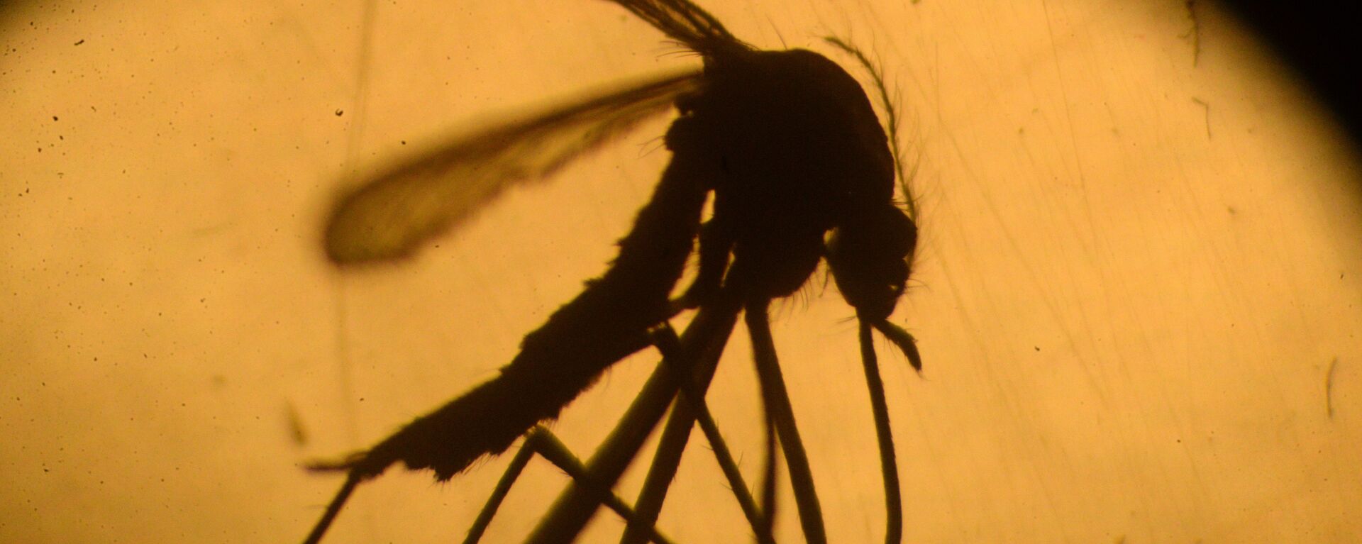 Mosquito Aedes Aegypti - Sputnik Mundo, 1920, 13.07.2022
