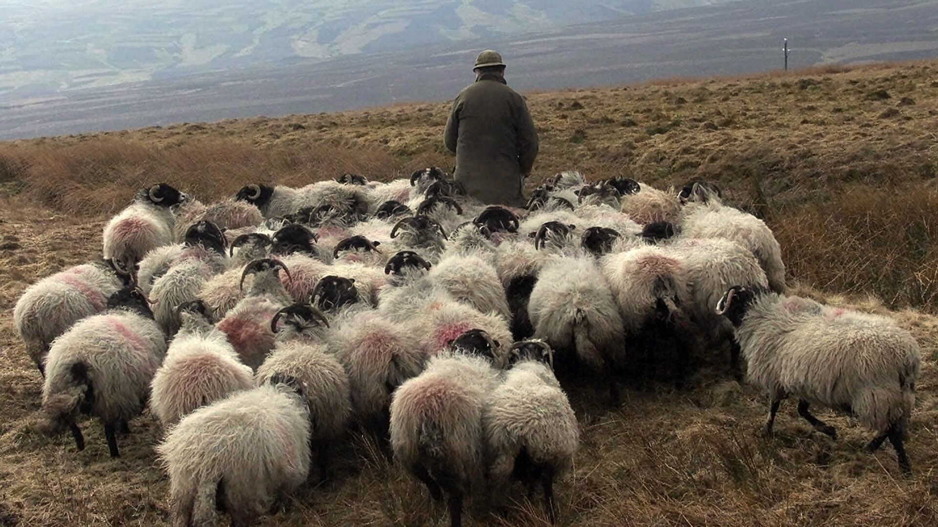 Стадо овец с пастухом