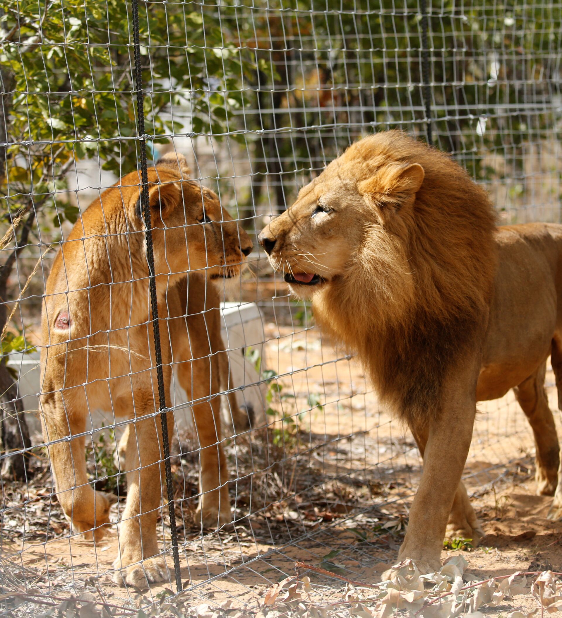Sacrifican a dos leones en el Zoológico de Chile para salvar a un suicida -  , Sputnik Mundo