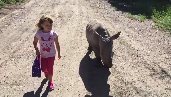 Una niña saca a pasear a una cría de rinoceronte blanco - Sputnik Mundo