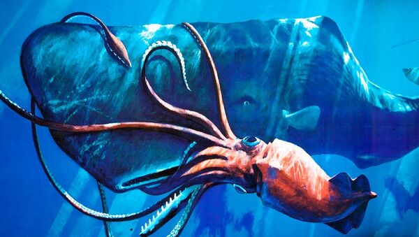 Un cachalote ataca a un calamar gigante - Sputnik Mundo