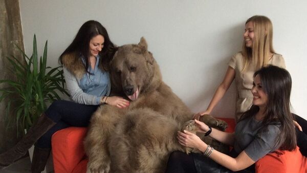 El oso Stepán en una sesión de fotos - Sputnik Mundo
