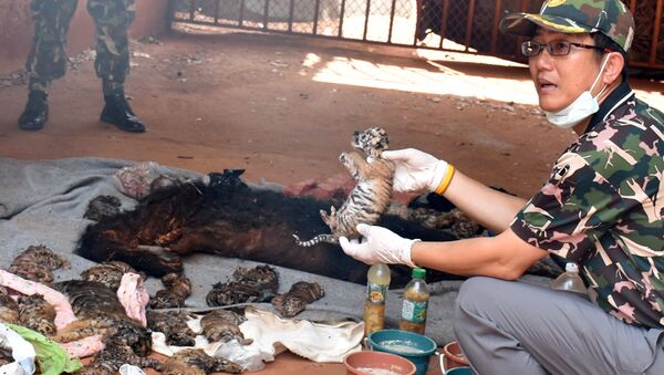 Tigres muertos hallados en un templo de Tailandia - Sputnik Mundo