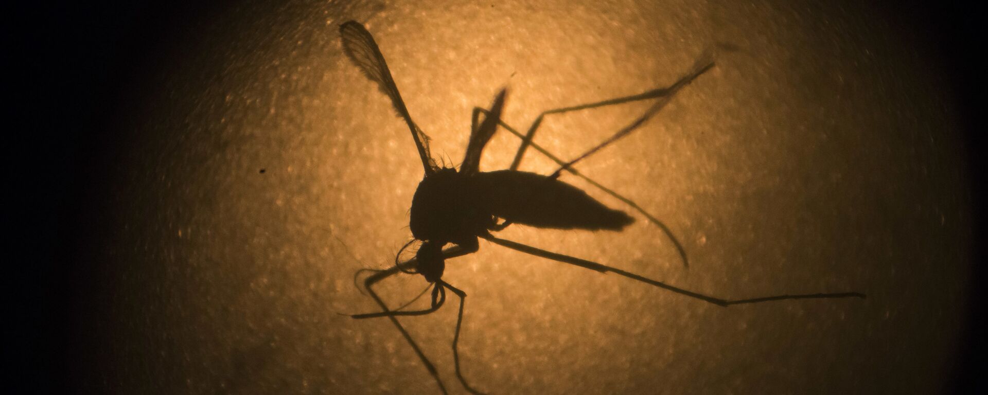 Mosquito Aedes Aegypti - Sputnik Mundo, 1920, 20.04.2023