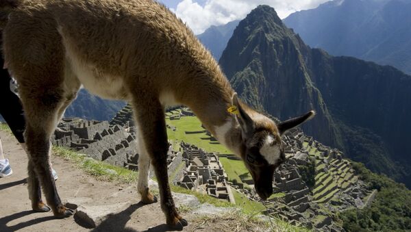 Una llama, animal típico de la región andina, pasta en Machu Picchu.  - Sputnik Mundo