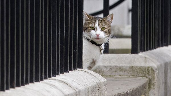 Larry, cat of British Prime Minister David Cameron, sits on the step outside 10 Downing Street in London on May 9, 2015. - Sputnik Mundo