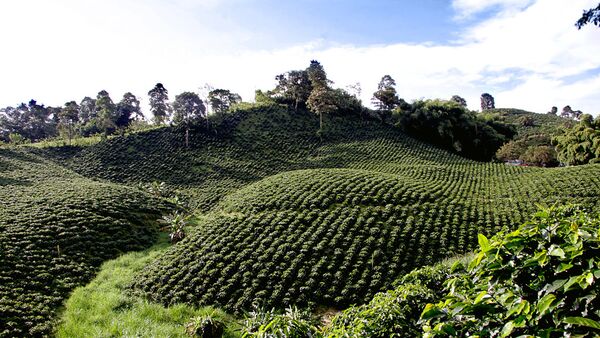 Cultivo de café en el Triángulo del Café, Colombia - Sputnik Mundo