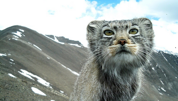 El gato de Pallas fotografiado en Siberia - Sputnik Mundo