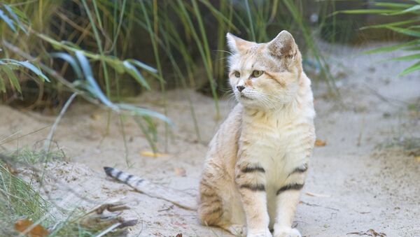 El gato árabe de las arenas, el Felis margarita harrisoni (Archivo) - Sputnik Mundo