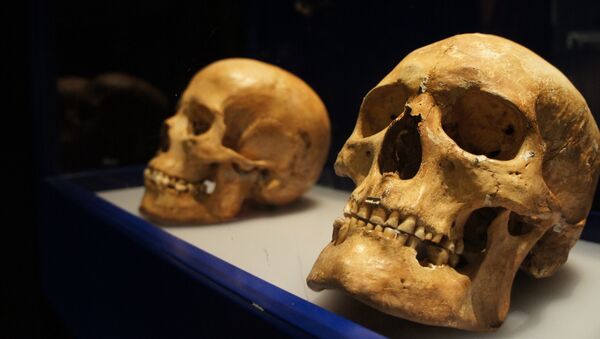 Cráneos en el Museo Histórico de Estocolmo - Sputnik Mundo