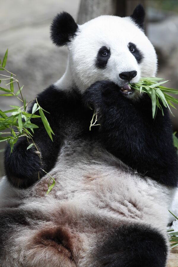 Panda celebra su décimo cumpleaños con un delicioso pastel en un zoo de Malasia - Sputnik Mundo