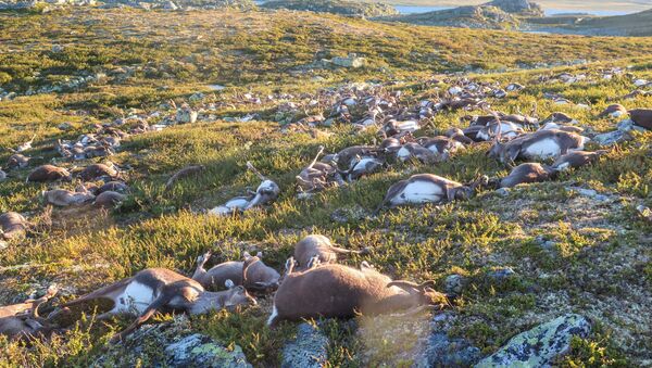 Renos muertos por un relámpago en la región noruega de Hardangervidda - Sputnik Mundo