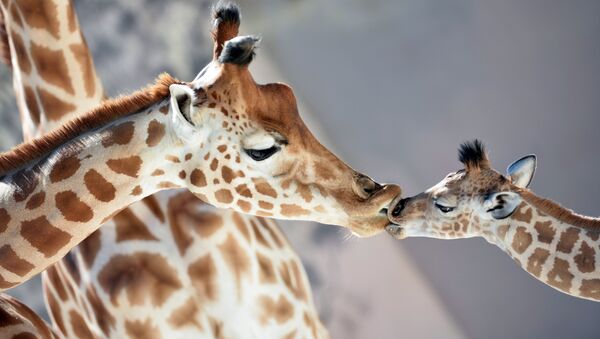 Una cría de jirafa nació a finales de agosto en el zoológico de La Flèche, en Francia. Es muy cariñosa y le encanta dar besos. - Sputnik Mundo