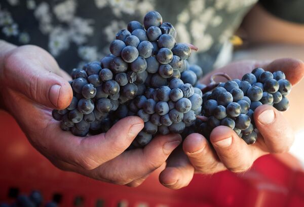 Las condiciones naturales de la península de Crimea permiten el cultivo de una gran variedad de uvas. En algunos lugares aún son preservadas las uvas nativas de la región. Foto: cosecha de las uvas de ‘UPPA Winery’, en Sebastopol. - Sputnik Mundo