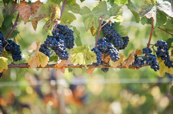 Los viñedos de la península de Crimea ocupan un área de cerca de 30.000 hectáreas. La vendimia —cosecha de la uva— llega a 100 mil toneladas anuales, lo suficiente para producir  unos 8 millones de decalitros de vino cada año. Foto: viñedos de la compañía 'UPPA Winery' en Sebastopol. - Sputnik Mundo