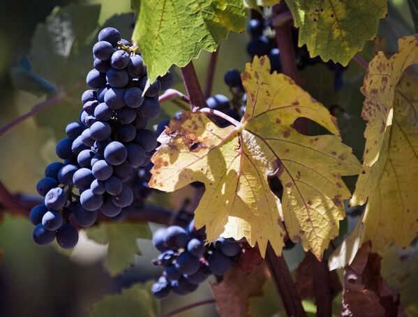 Uvas de los viñedos de 'UPPA Winery'. - Sputnik Mundo