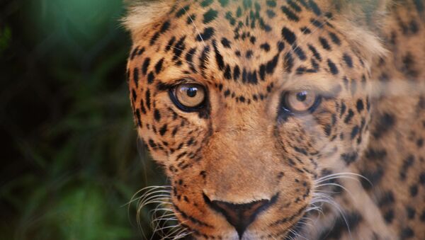 El leopardo del Amur, el principal habitante del parque nacional ruso Tierra del Leopardo - Sputnik Mundo