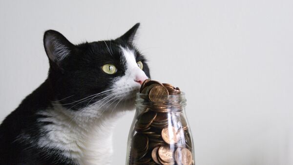 Un gato con dinero - Sputnik Mundo