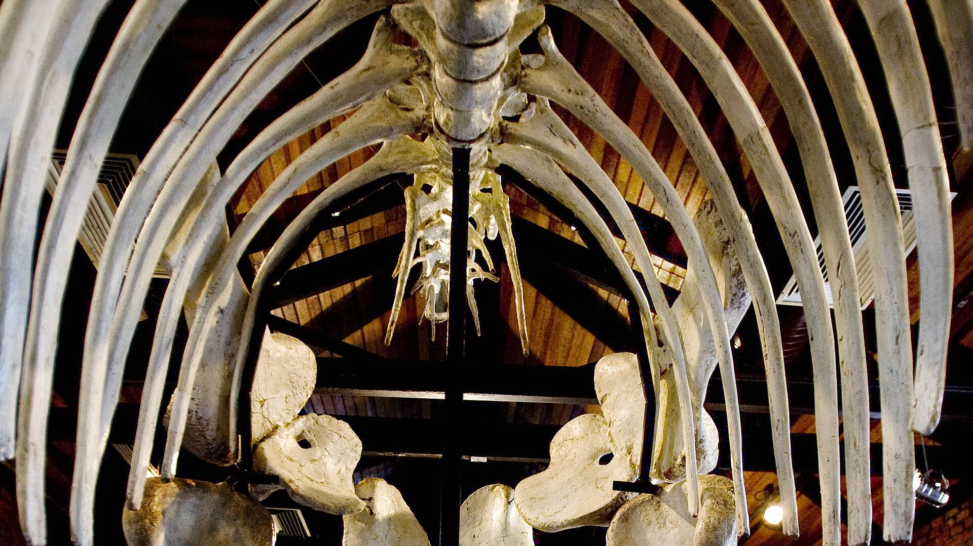 Los huesos de un dinosaurio en un museo brasileño - Sputnik Mundo, 1920, 01.12.2021