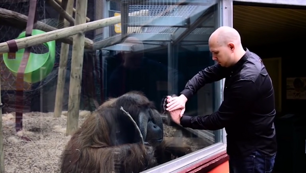 Orangután intenta replicar un truco de magia - Sputnik Mundo