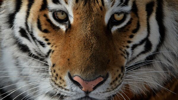 Un tigre (imagen referencial) - Sputnik Mundo