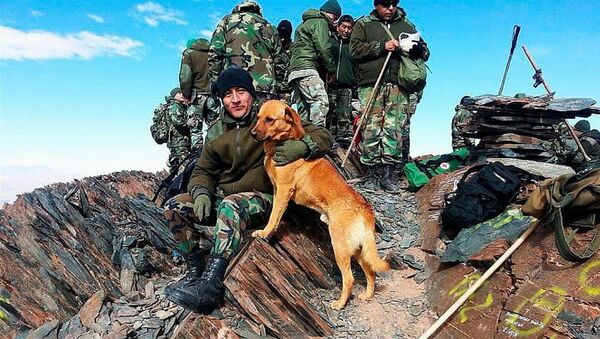 Ejército de Argentina asciende a sargento a un perro - Sputnik Mundo