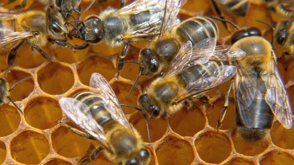 Una colmena de abejas (imagen referencial) - Sputnik Mundo